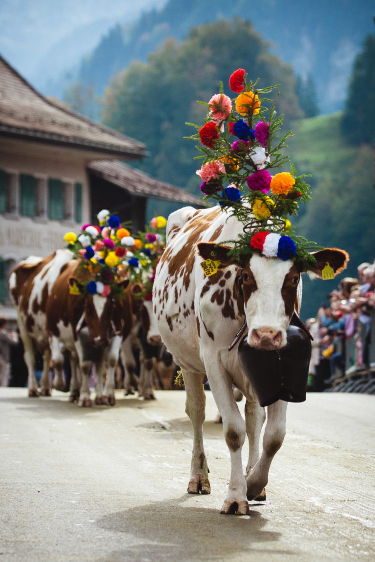 Herd of cows with floral headpieces moving through a town.