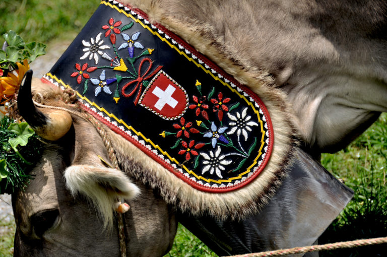 A cow wearing a vibrant decorative ornate