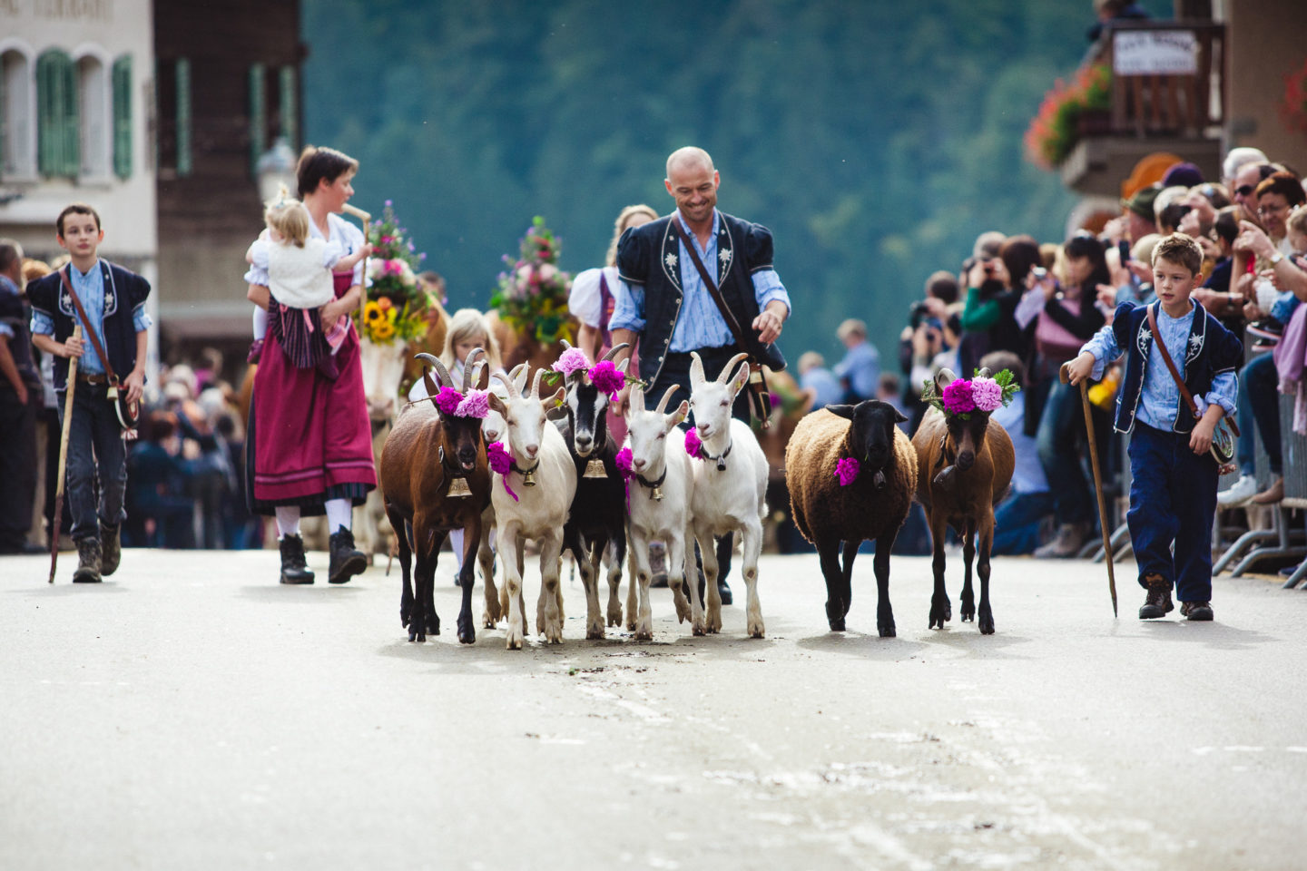 A festive goat parade with goats being led down the street adorned in traditional decorations.