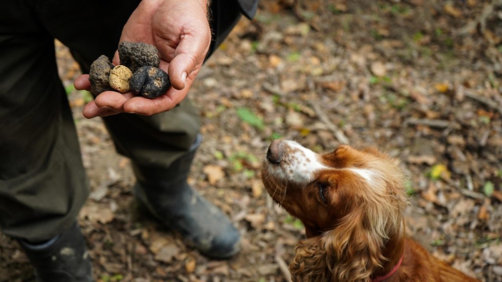 A man holds truffle mushrooms in front of a dog in Istria, Croatia.