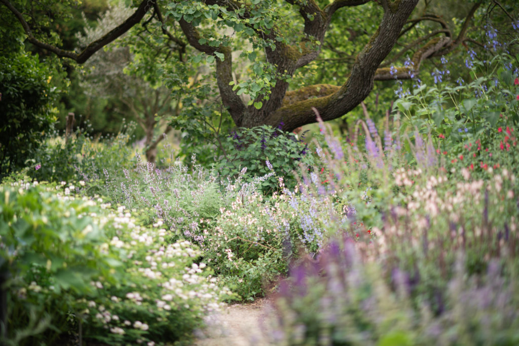 Chelsea Physic Garden, a historic oasis with 4,000 thriving plants
