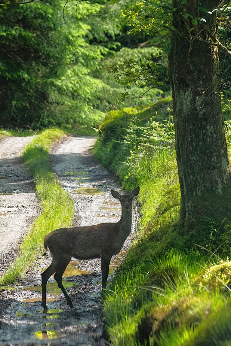 A deer stands by the roadside on a country road in Scotland.