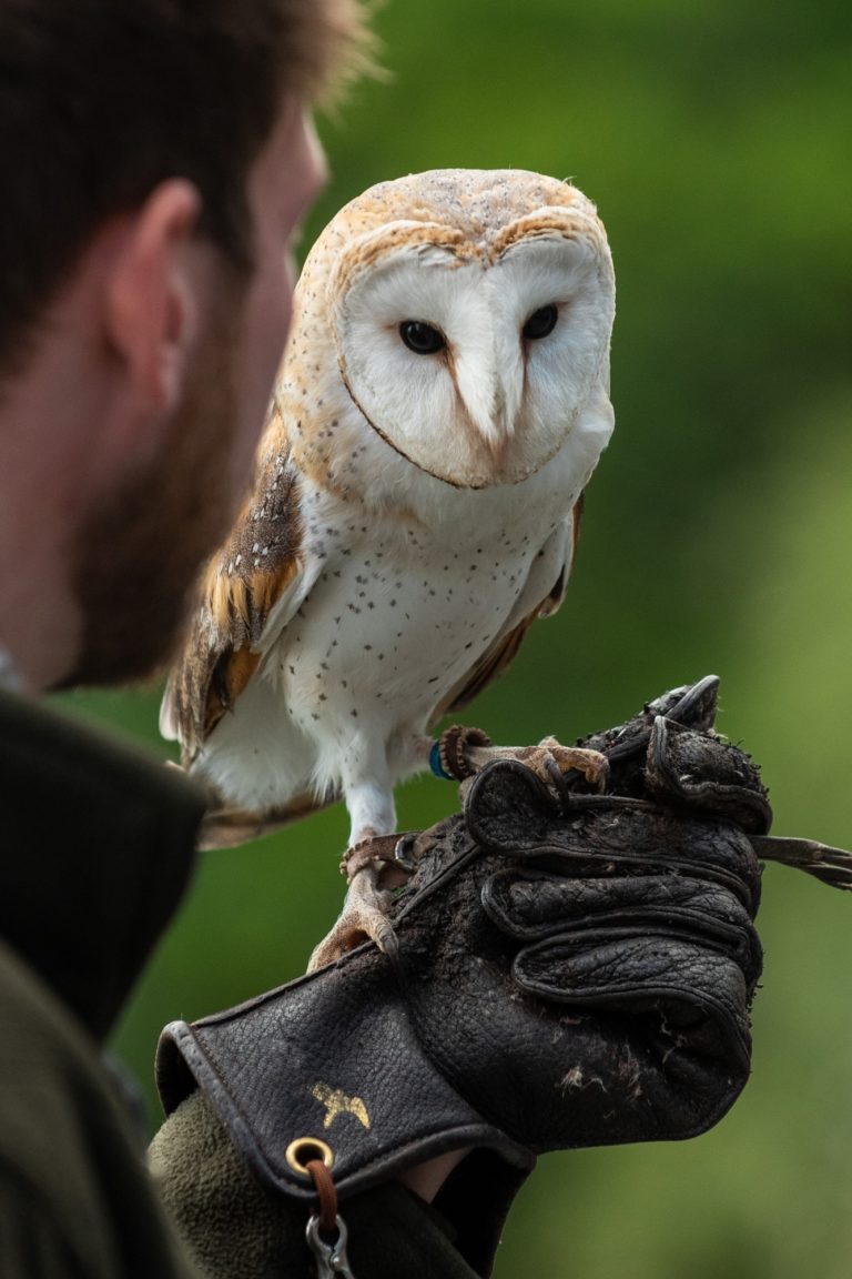 A man holds an owl on his arm during an event in Scotland.