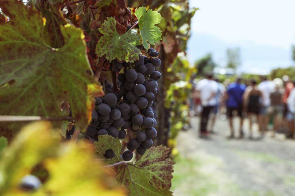 Guests cool off in the shade of the winery at the foot of mighty Mount Vesuvius.