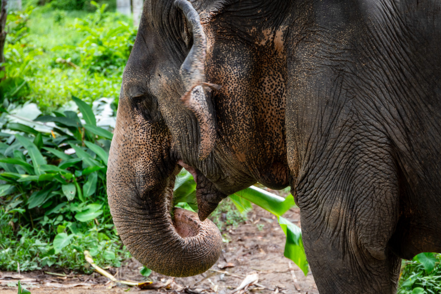 An elephant smiles while eating during an event in Thailand.