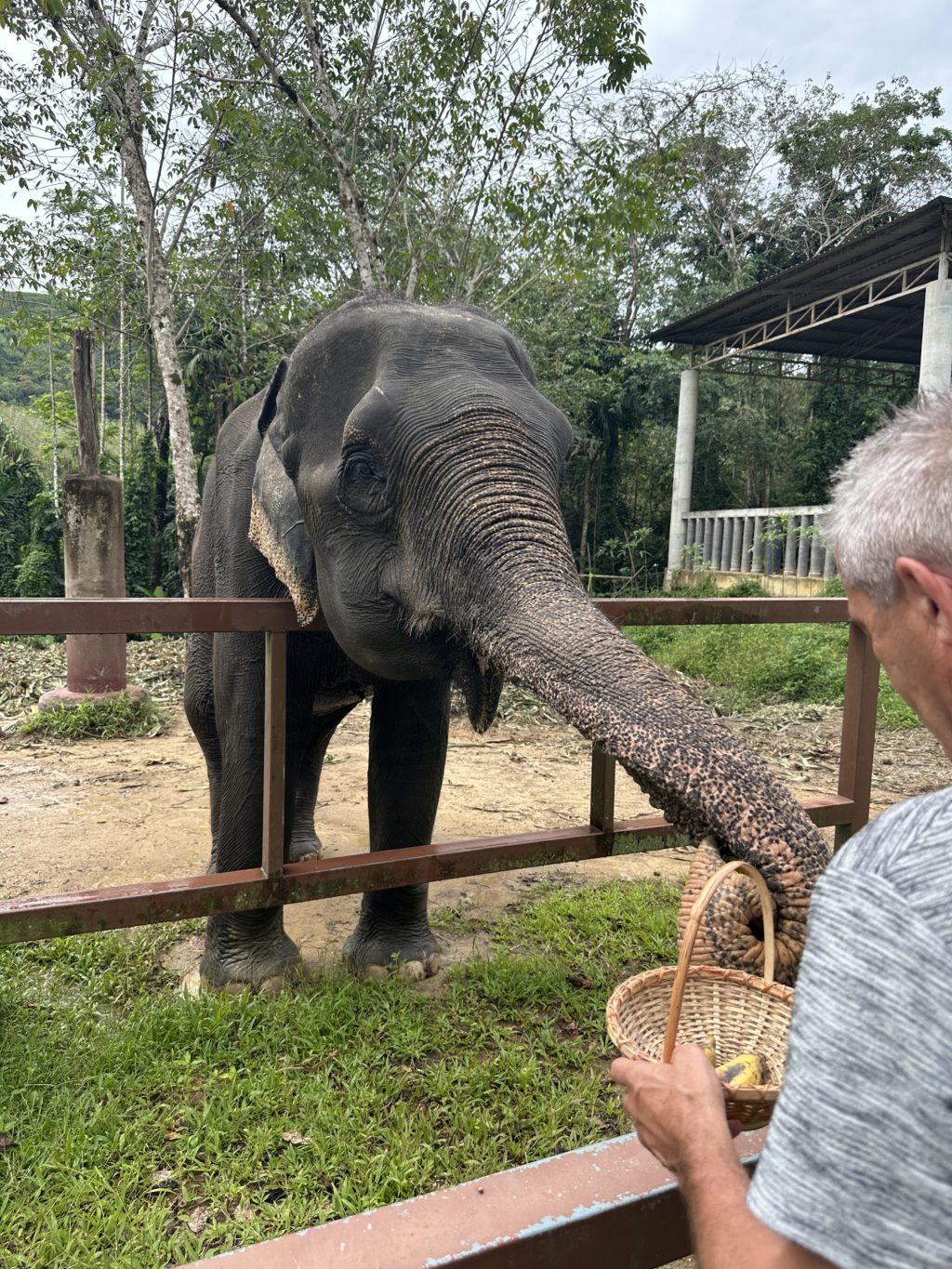 A man feeds an elephant with fruit during an event in Thailand.