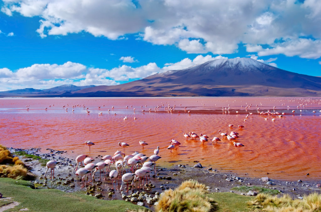 Flock of flamingos wading in the red waters of Laguna Colorada