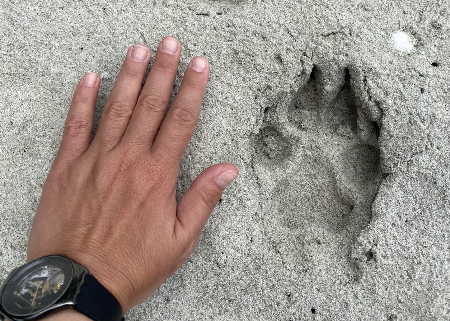 A person's hand rests beside a bear paw print imprinted in the sand