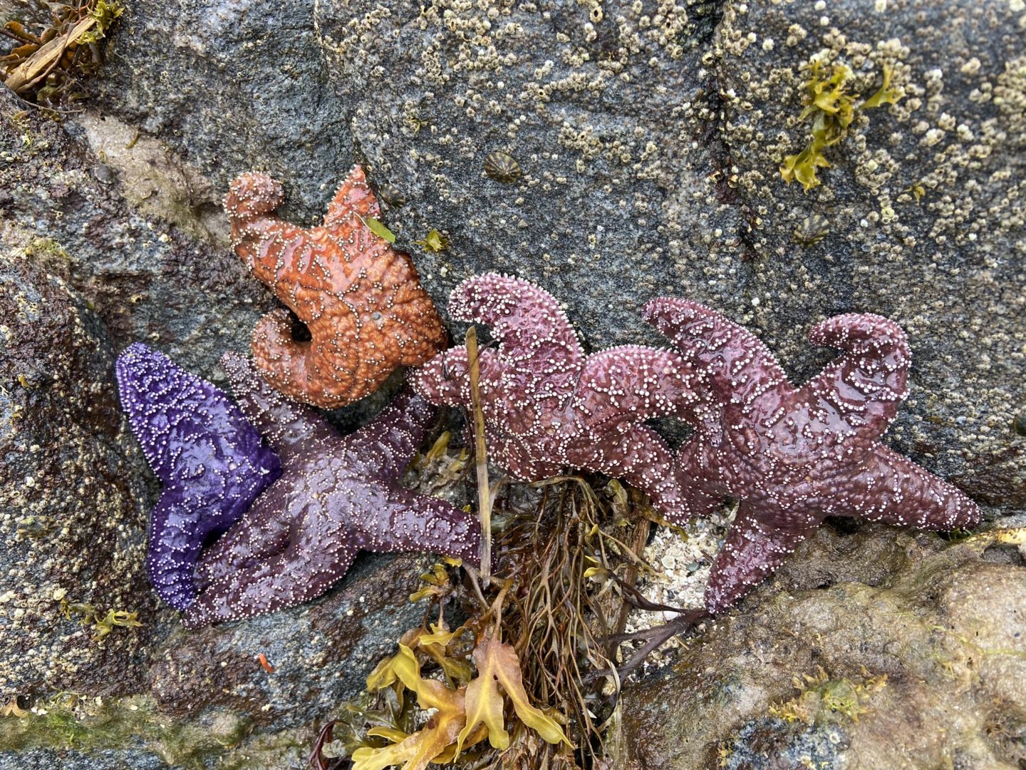 A variety of starfish in vibrant colors, clinging to a rocky surface