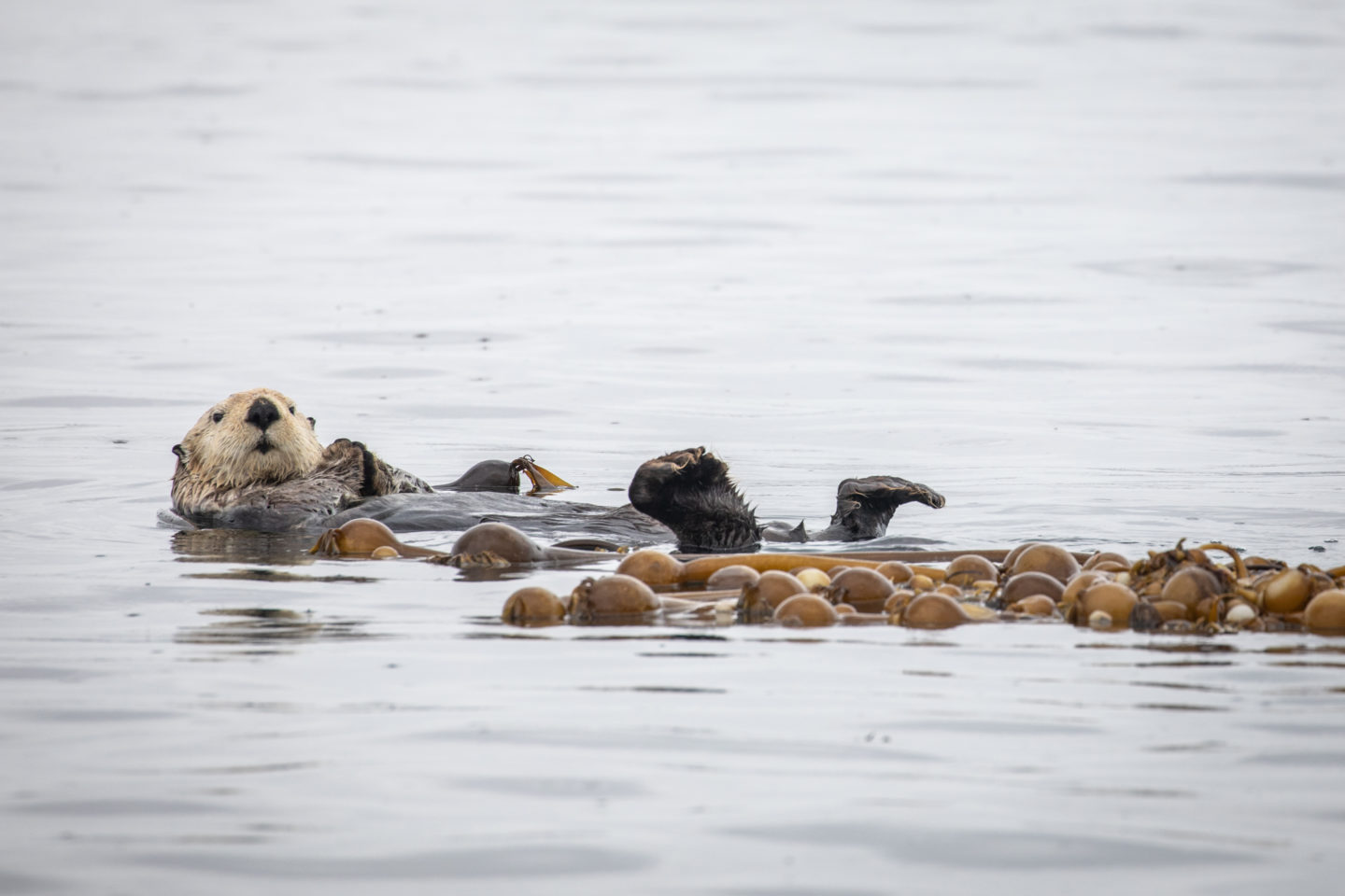 Otter swims effortlessly in the water, highlighting its natural habitat