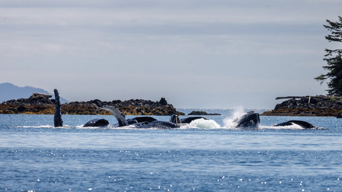 Humpback whales creating a splash as they feed in the ocean, near the coast of British Columbia