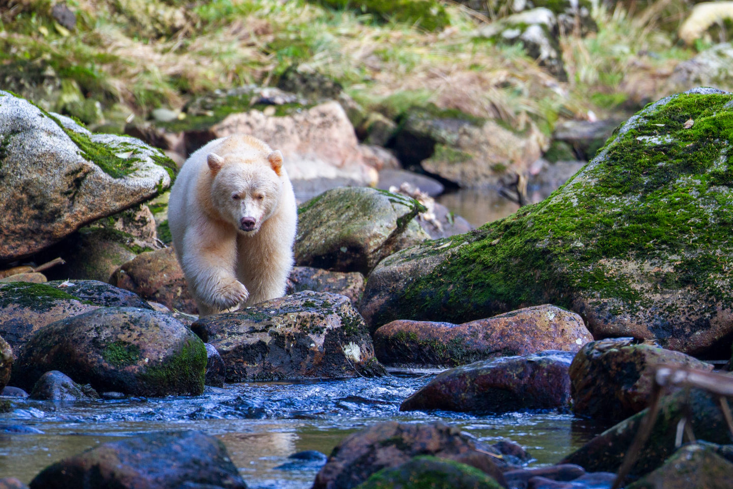 Spirit bear, rare white bear, navigating rocks in a forest stream