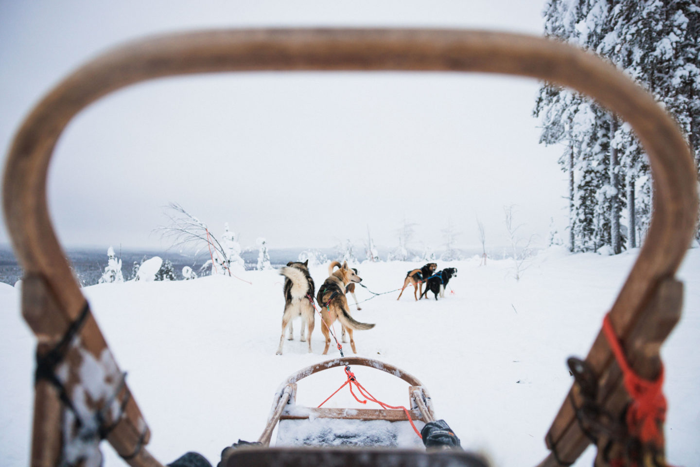 Huskies pulling a sled through a snowy forest