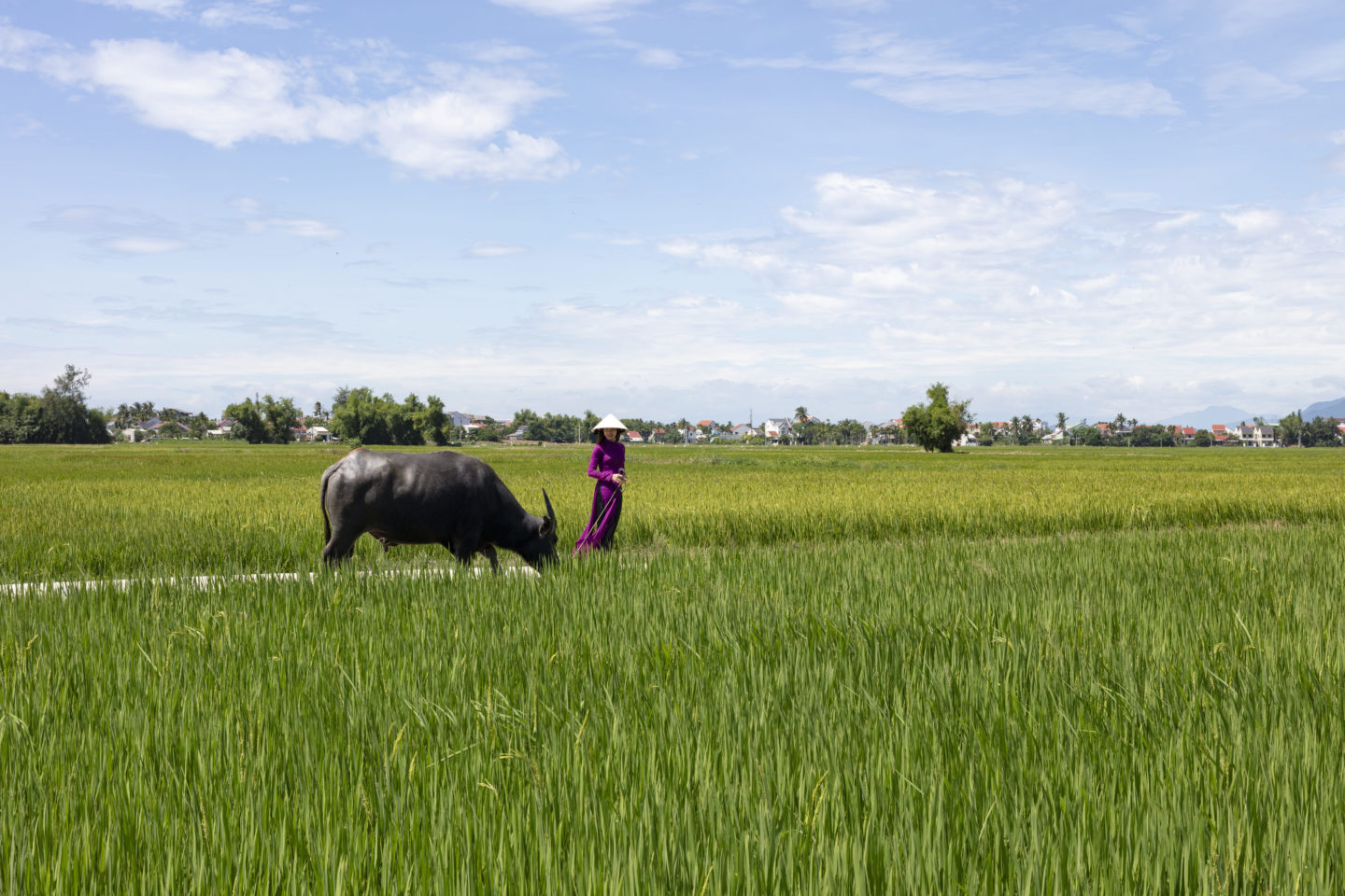 Vietnamese woman in traditional hat with water buffalo in rice paddy field