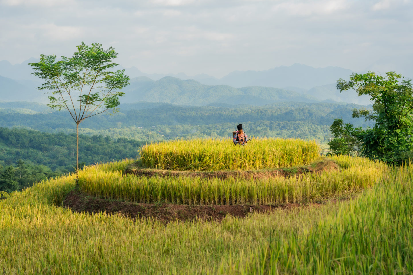 Women in Mai Chau, Vietnam working in rice fields framed by a stunning scenic backdrop.