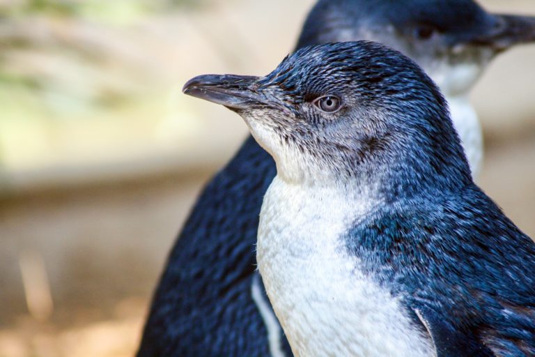 Close-up of a little penguin with a distinctive black and white plumage