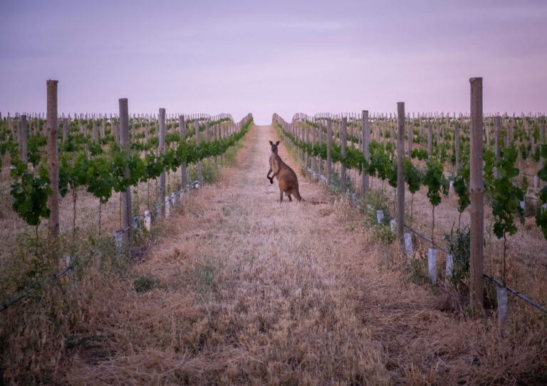 A kangaroo standing in a vineyard at sunset