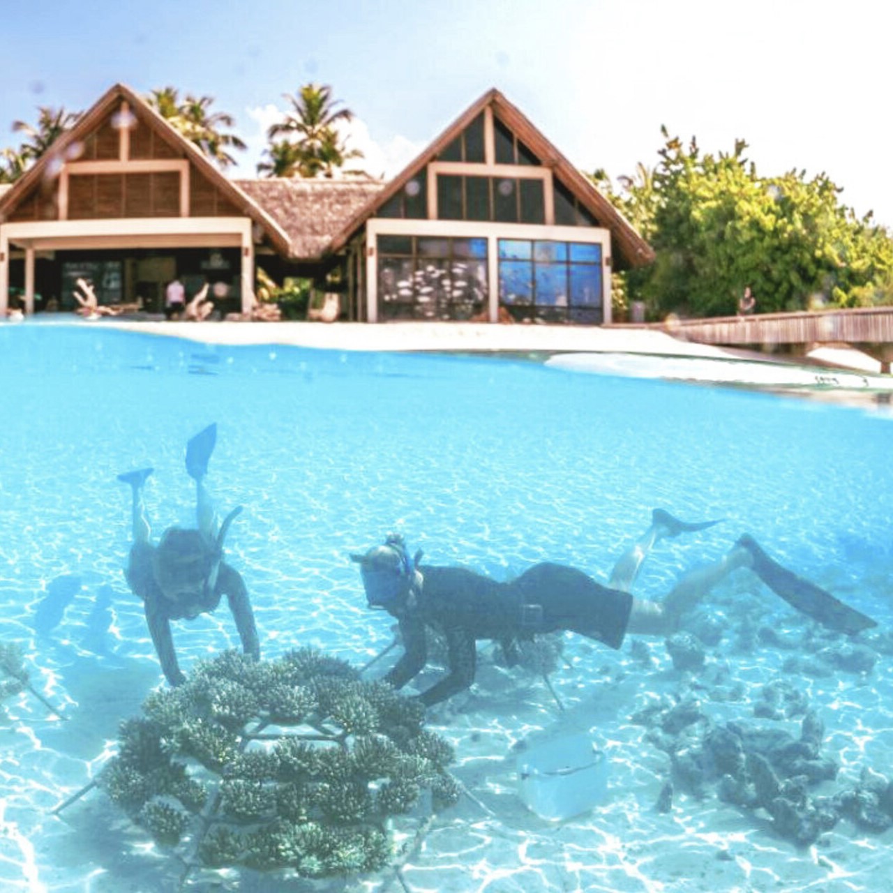 journeys-with-depth-Four-Seasons-Landaa-corals