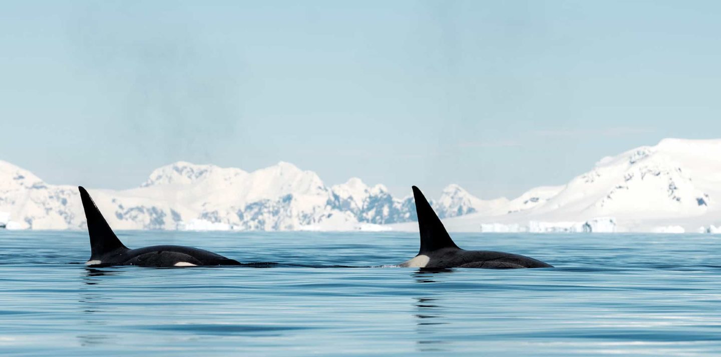 In Antarctica, two orca whales swimming close to an iceberg