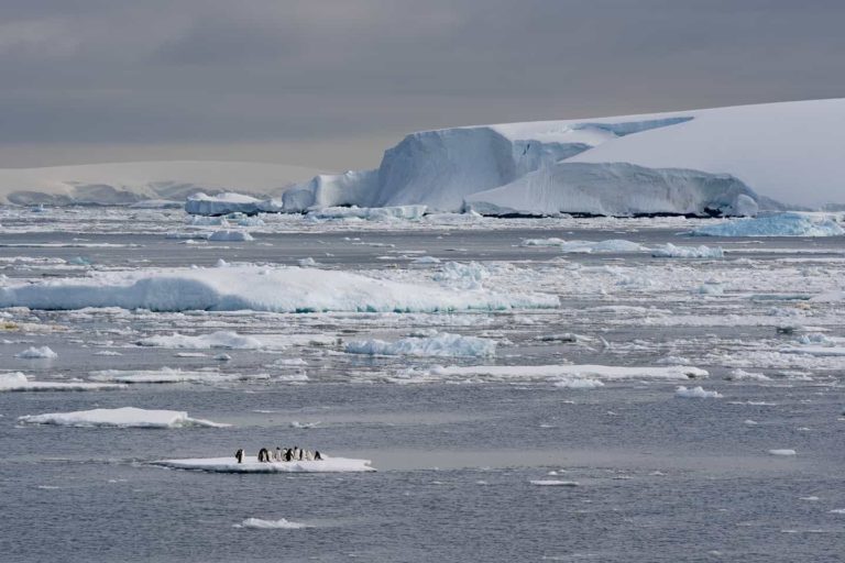 Several penguins are gathered on an ice floe, Antarctica's frozen wilderness
