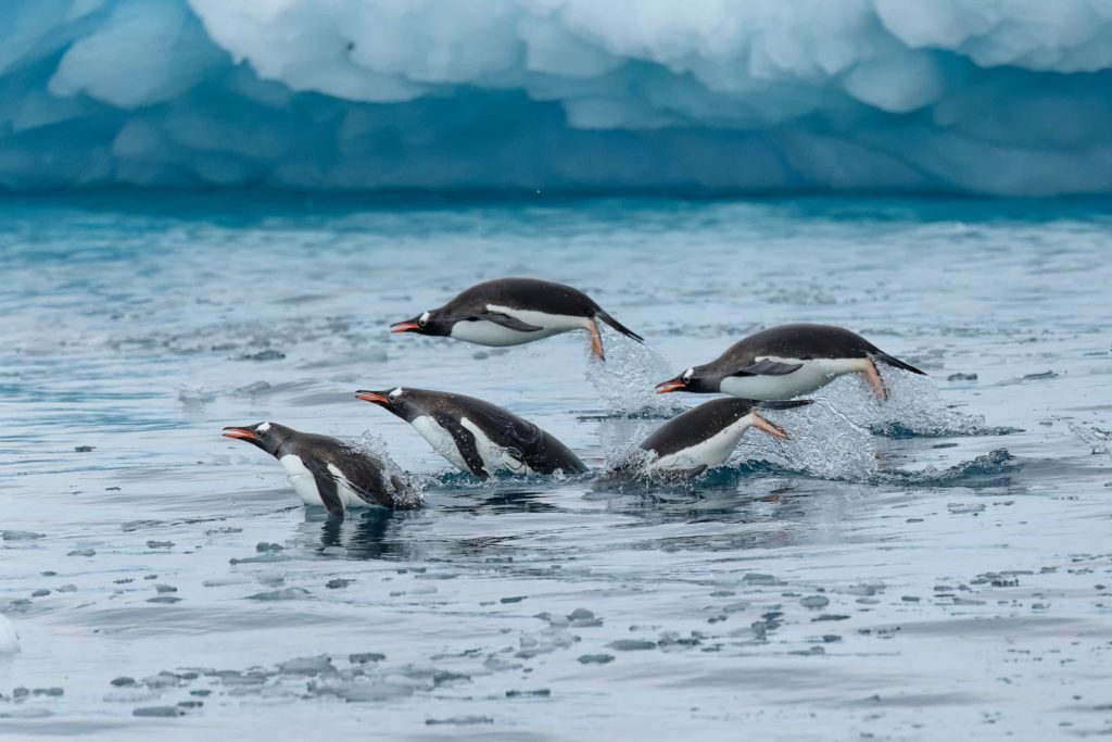 Group of penguins jumps into the water beside an iceberg in Antarctica