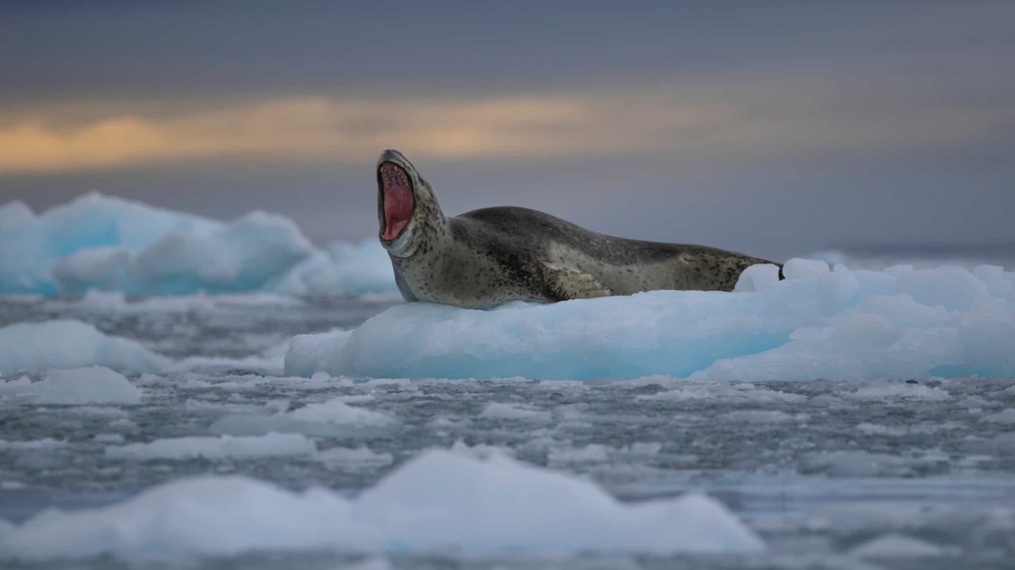 Seal yawning widely while resting on an ice floe in Antarctica