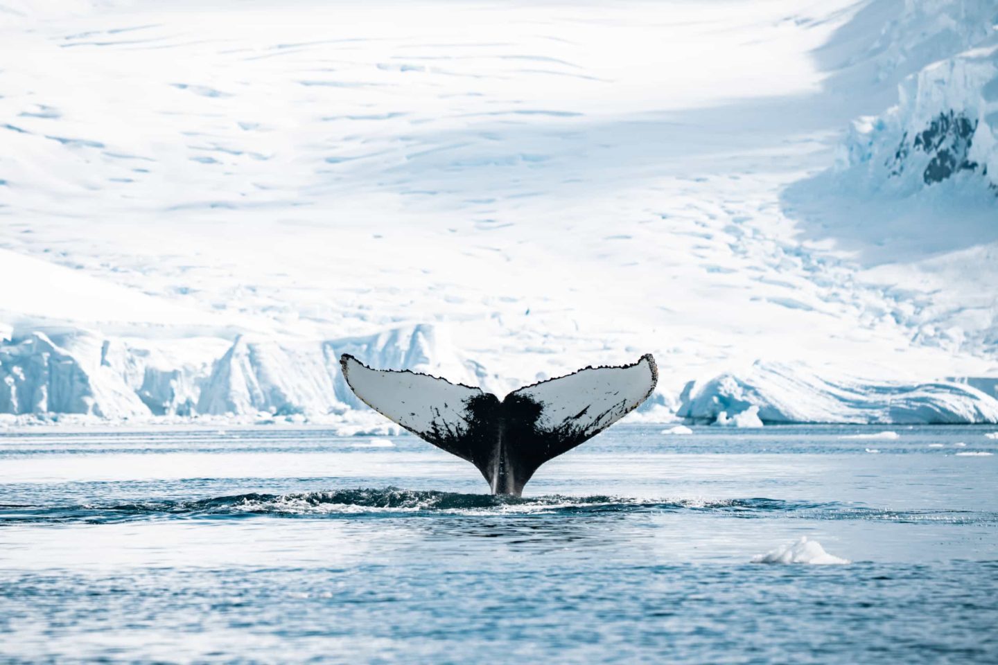 Whale tail emerges from the water in stunning Antarctic landscape