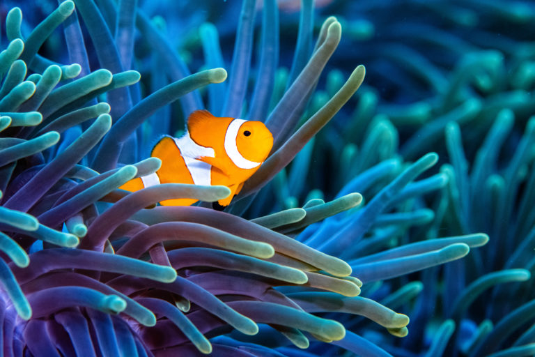 Clownfish, a species commonly found in the waters of Raja Ampat