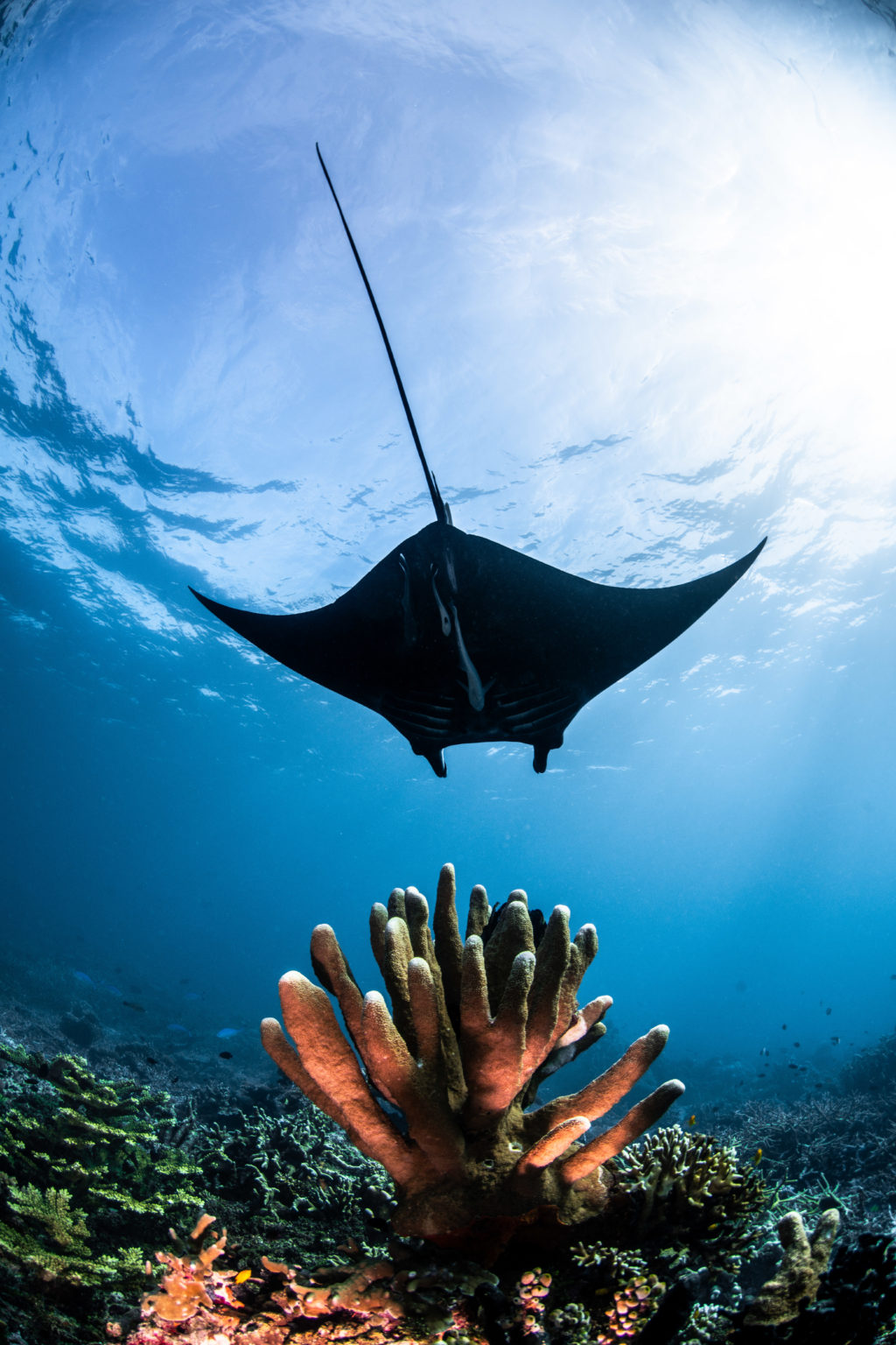 Black manta ray with a long tail swims over a coral reef in clear blue water