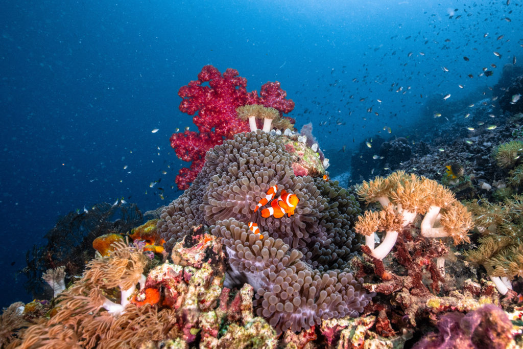 Colorful fishes inhabit a coral reef in Dampier Strait, highlighting the area's diverse underwater ecosystem
