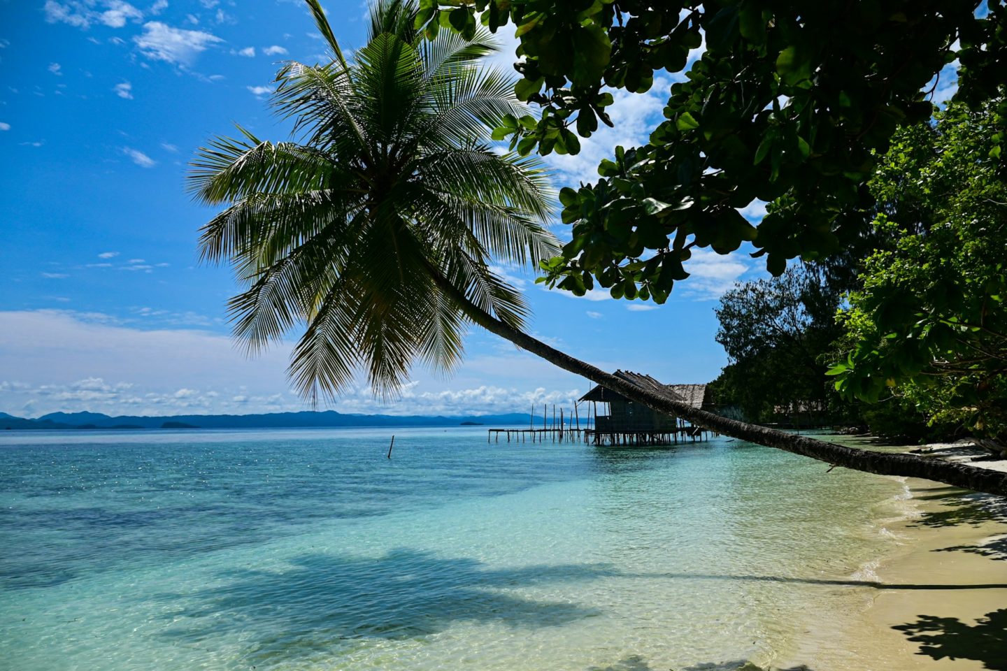 Palm tree arches over calm waters, in Raja Ampat's stunning landscape