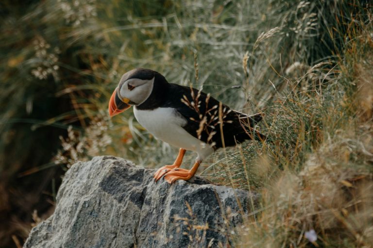 An Atlantic puffin perched in a natural habitat