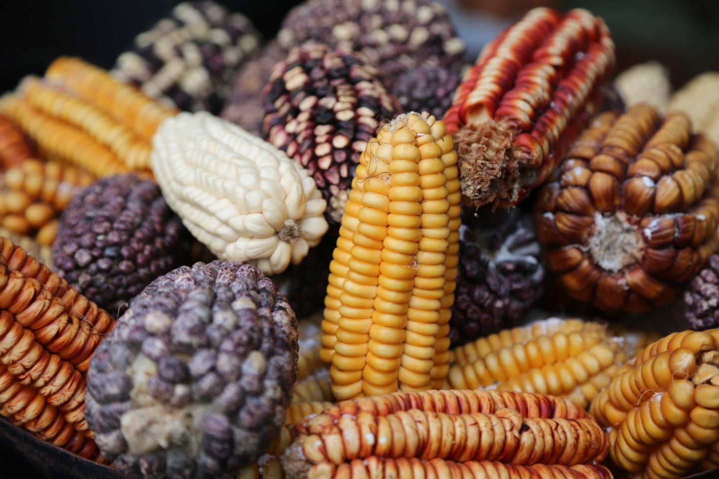 Assorted corn varieties in different shapes and colors