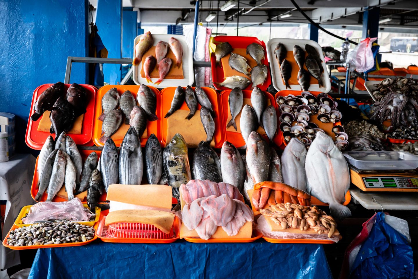 Table filled with various types of fish at a market in Peru
