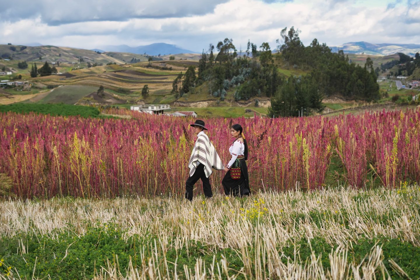 Couple strolling through a lush field of tall grass in Peru