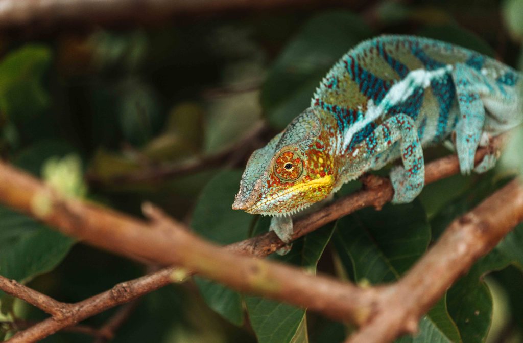 Colourful chameleon on a tree branch in Madagascar’s rainforest – a close-up wildlife photo