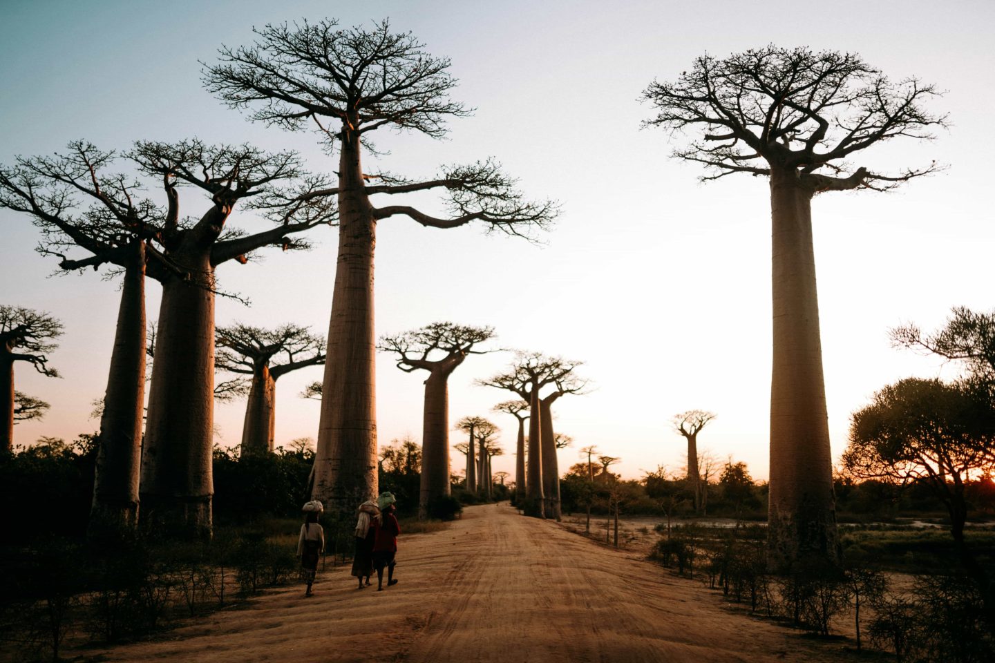 Villagers walk among towering baobab trees in Madagascar