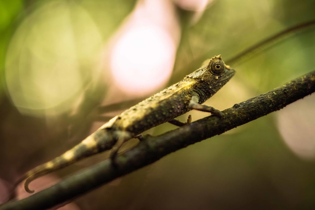 Chameleon perches on a branch, in a Madagascar forest setting