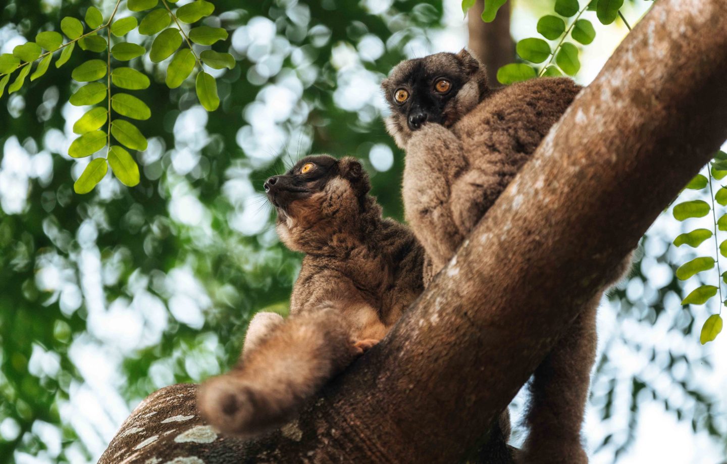 Lemurs on a tree in Madagascar serene forest environment