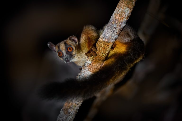Close-up of a nocturnal lemur clinging to a tree branch in Madagascar