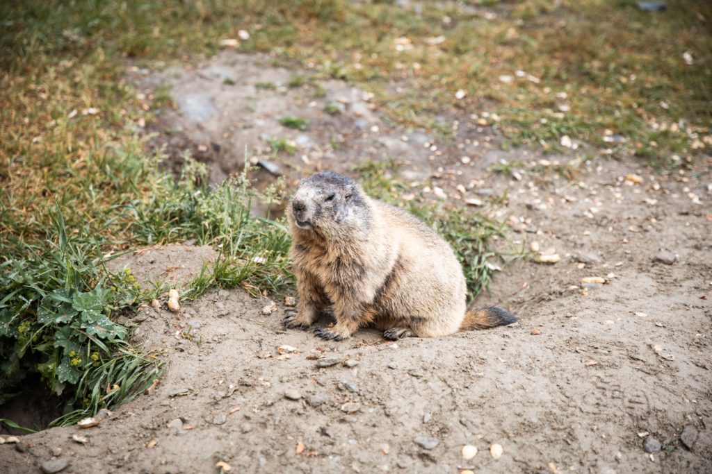 Marmot along a hidden hiking trail in Saas-Fee