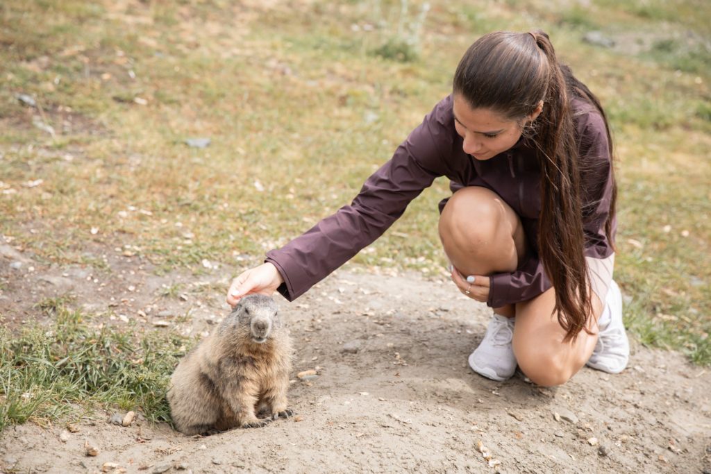 A woman pets a marmot during her hike in Saas-Fee